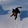 dog, snow, animal, pet, outdoor, playful, jumping, black_and_tan, floppy_ears, shadow, winter, cold, daylight, fur, canine, running, active, nature, cute, small_dog