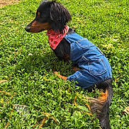 Milo joined the competition — help win amazing prizes! dog, dachshund, grass, greenery, outdoor, pet, animal, canine, denim, clothing, bandana, pink, nature, summer, sunlight, side_view, cute, fashion, small_dog, resting