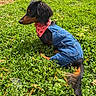 dog, dachshund, grass, greenery, outdoor, pet, animal, canine, denim, clothing, bandana, pink, nature, summer, sunlight, side_view, cute, fashion, small_dog, resting