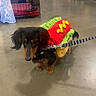 dog, dachshund, hot_dog_costume, pet_store, leash, concrete_floor, pet_toys, shelves, animal, costume, black_dog, brown_dog, indoor, shopping_aisle, cute, small_dog, walking, canine, pet_supplies, shopping