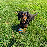 dog, dachshund, grass, ball, outdoor, sunny, pet, animal, tongue_out, playful, nature, greenery, field, summer, cute, canine, happy, small_dog, fur, collar