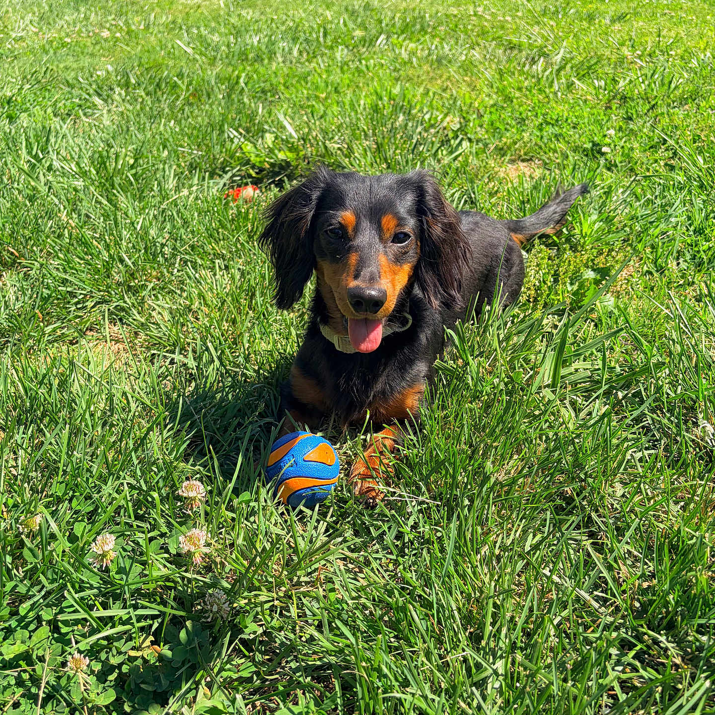 Milo