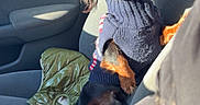 Milo is registered to the contest to win money with this photo: dog, dachshund, pet, sweater, car, seat, sunlight, leash, window, door, interior, animal, cute, fur, companion, travel, resting, cozy, small_dog, portrait