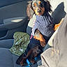 dog, dachshund, pet, sweater, car, seat, sunlight, leash, window, door, interior, animal, cute, fur, companion, travel, resting, cozy, small_dog, portrait