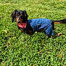 Milo joined the competition — help win amazing prizes! dog, dachshund, grass, greenery, outdoor, pet, canine, denim, overalls, bandana, pink_bandana, sunlight, nature, cute, animal, small_dog, fashion, portrait, grass_field, daylight