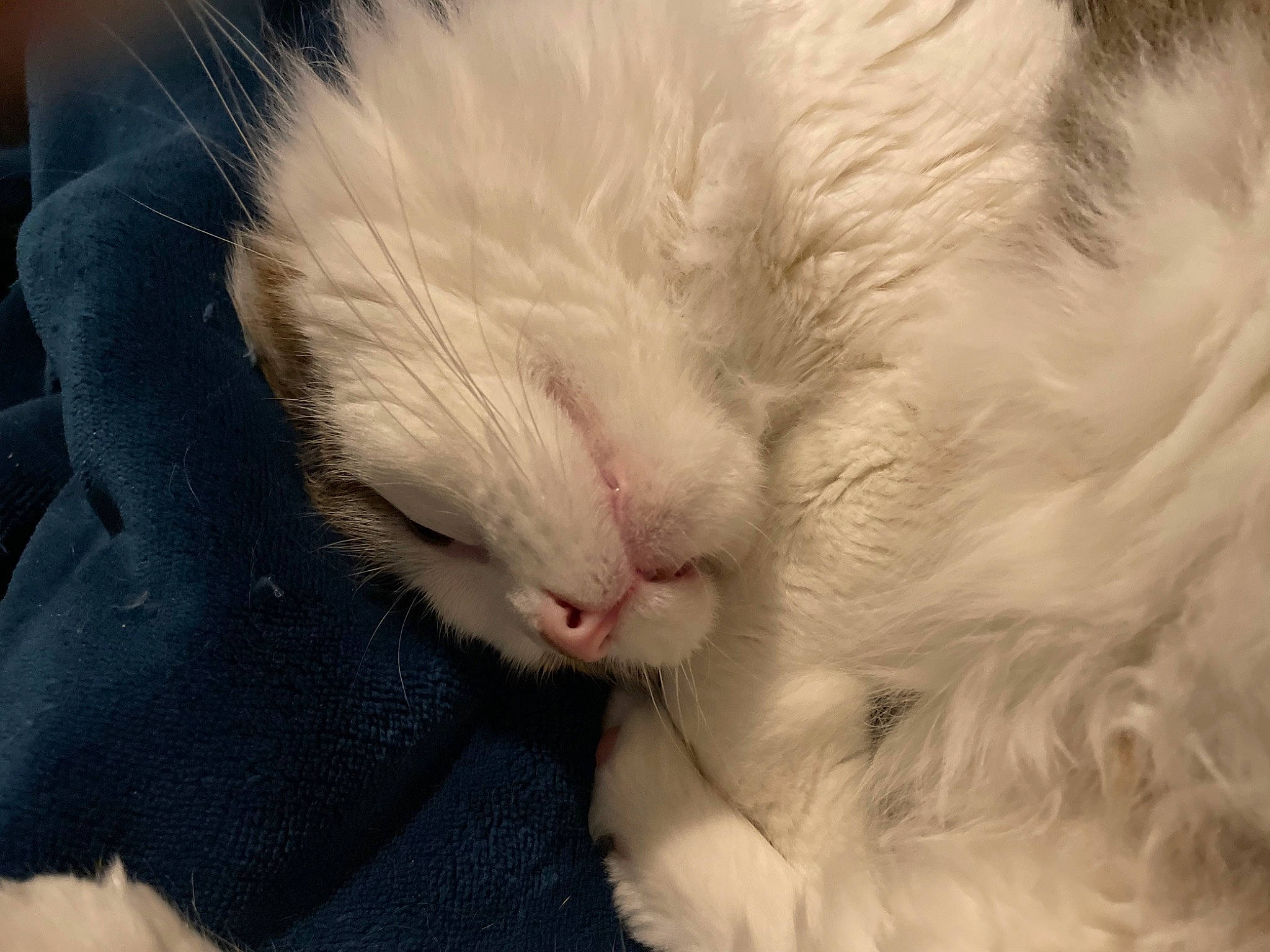 Jesse joined the competition — help win amazing prizes! carnivore, cat, claw, comfort, domestic_short_haired_cat, fawn, felidae, fur, nap, paw, sleep, small_to_medium_sized_cats, snout, tail, terrestrial_animal, whiskers