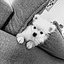 Sana a rejoint le concours — aidez-le/la à gagner de superbes lots ! animal, black_and_white, companion, couch, cozy, cushion, cute, cute_pet, dog, fluffy, fur, home, indoor, looking, pet, portrait, puppy, relaxing, small_dog, soft_texture