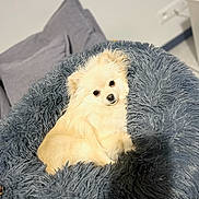 Sana a rejoint le concours — aidez-le/la à gagner de superbes lots ! animal, canine, comfort, companion, couch, cozy, cream_color, cute, dog, fluffy, fur, furry, household, indoor, pet_bed, pillow, relaxed, resting, shaggy, small_dog
