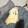 animal, canine, comfort, companion, couch, cozy, cream_color, cute, dog, fluffy, fur, furry, household, indoor, pet_bed, pillow, relaxed, resting, shaggy, small_dog