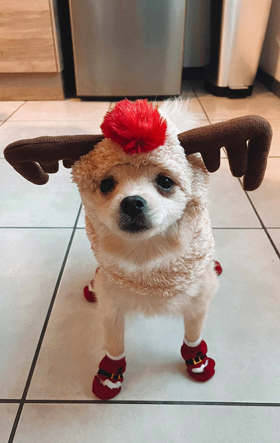 Sana participe au concours pour gagner de l'argent avec cette photo : adorable, animal, antlers, brown_antlers, christmas, cute, dog, festive_booties, furry, holiday, indoor, kitchen, looking_at_camera, paws, pet_costume, red_booties, red_pom_pom, reindeer_costume, small_dog, tile_floor