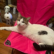 Tiger is registered to the contest to win money with this photo: cat, pink_chair, wooden_floor, skull_decoration, indoor, relaxed, white_cat, tabby_cat, feline, pet, animal, furniture, stretching, domestic_cat, looking_at_camera, cozy, household, background_objects, resting, curious