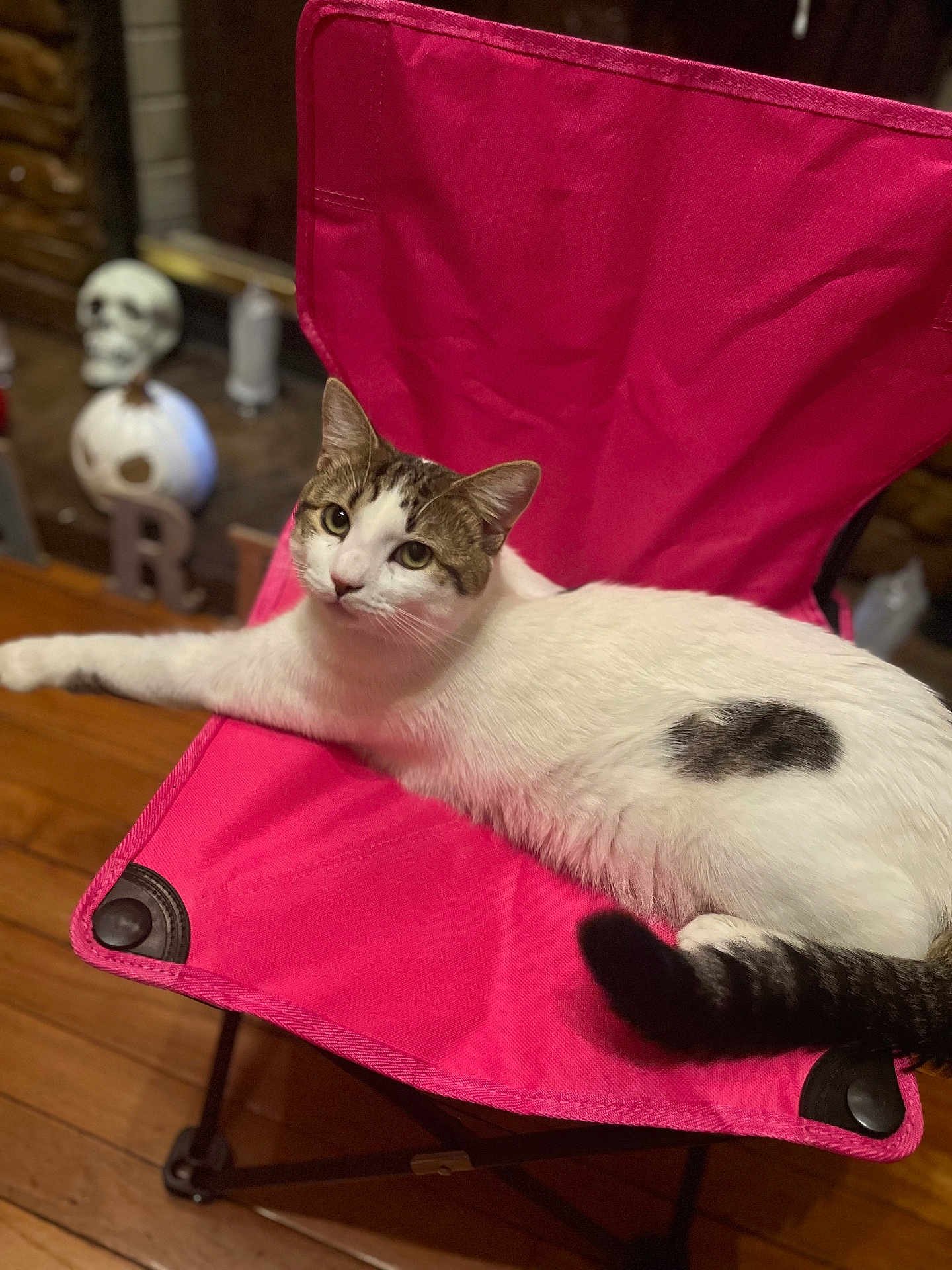 Tiger is registered to the contest to win money with this photo: cat, pink_chair, wooden_floor, skull_decoration, indoor, relaxed, white_cat, tabby_cat, feline, pet, animal, furniture, stretching, domestic_cat, looking_at_camera, cozy, household, background_objects, resting, curious