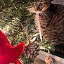 Tiger joined the competition — help win amazing prizes! cat, tabby_cat, christmas_tree, pinecone, ornament, red_star, button, greenery, holiday, decorations, lights, curious, pet, indoor, close_up, festive, feline, whiskers, collar, purple_bell
