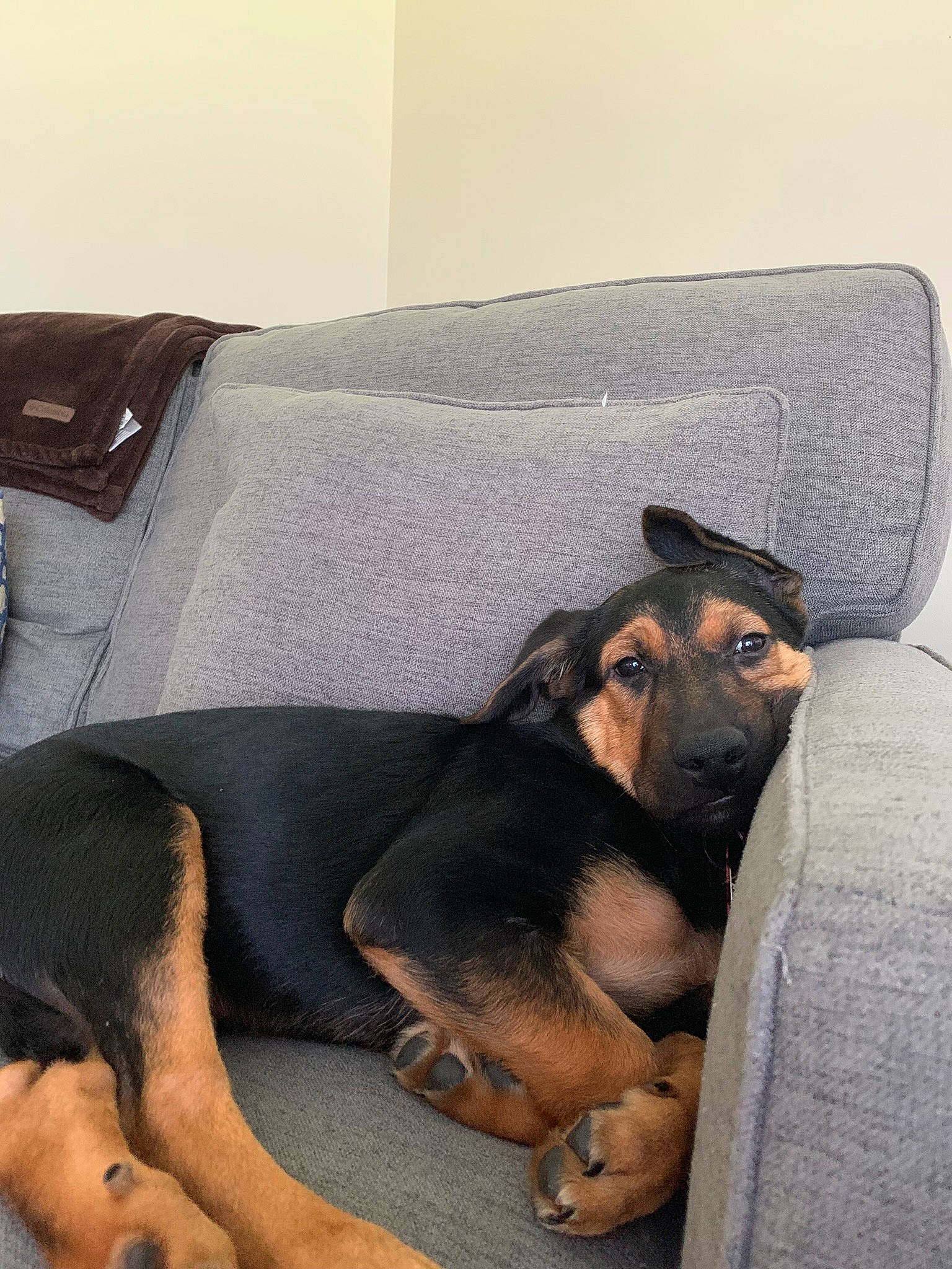 Bocephus joined the competition — help win amazing prizes! beauceron, black_and_tan_terrier, canidae, carnivore, comfort, companion_dog, dog, dog_breed, fawn, german_pinscher, huntaway, mammal, manchester_terrier, miniature_pinscher, paw, puppy, snout, toy_manchester_terrier