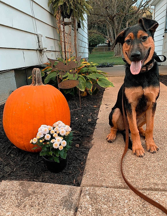 Bocephus is registered to the contest to win money with this photo: canidae, carnivore, cucurbita, dog, dog_breed, fawn, pumpkin, sporting_group, working_dog