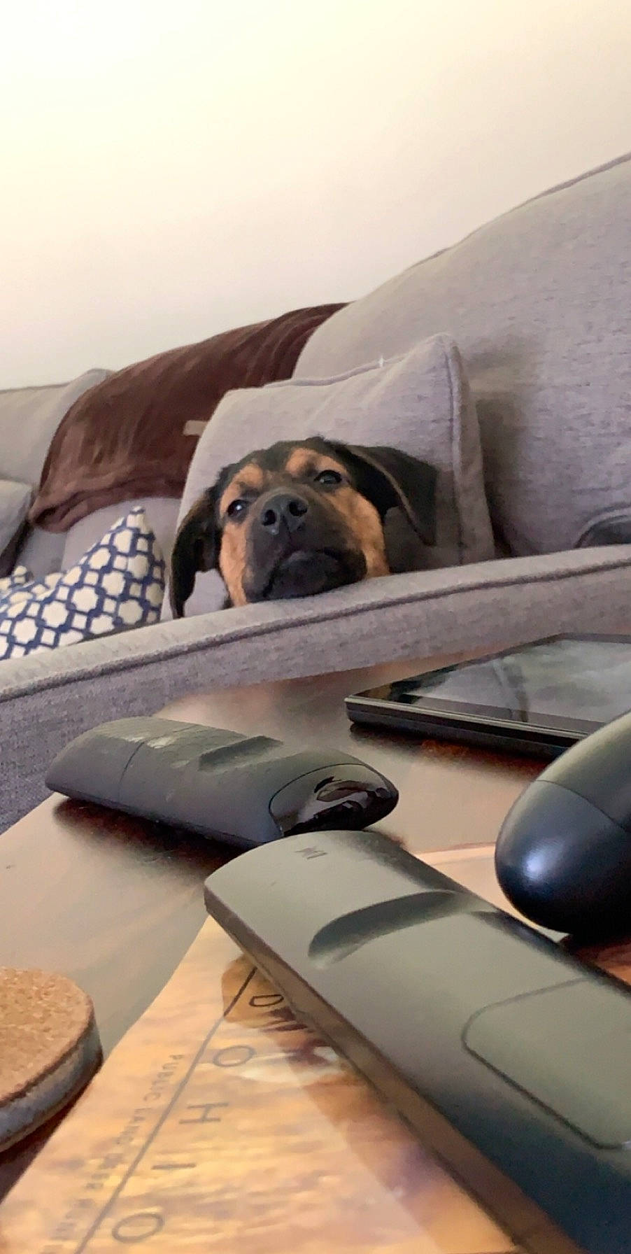 Bocephus joined the competition — help win amazing prizes! canidae, carnivore, comfort, companion_dog, couch, dog, dog_breed, fawn, floor, furniture, nap, pug, room, snout