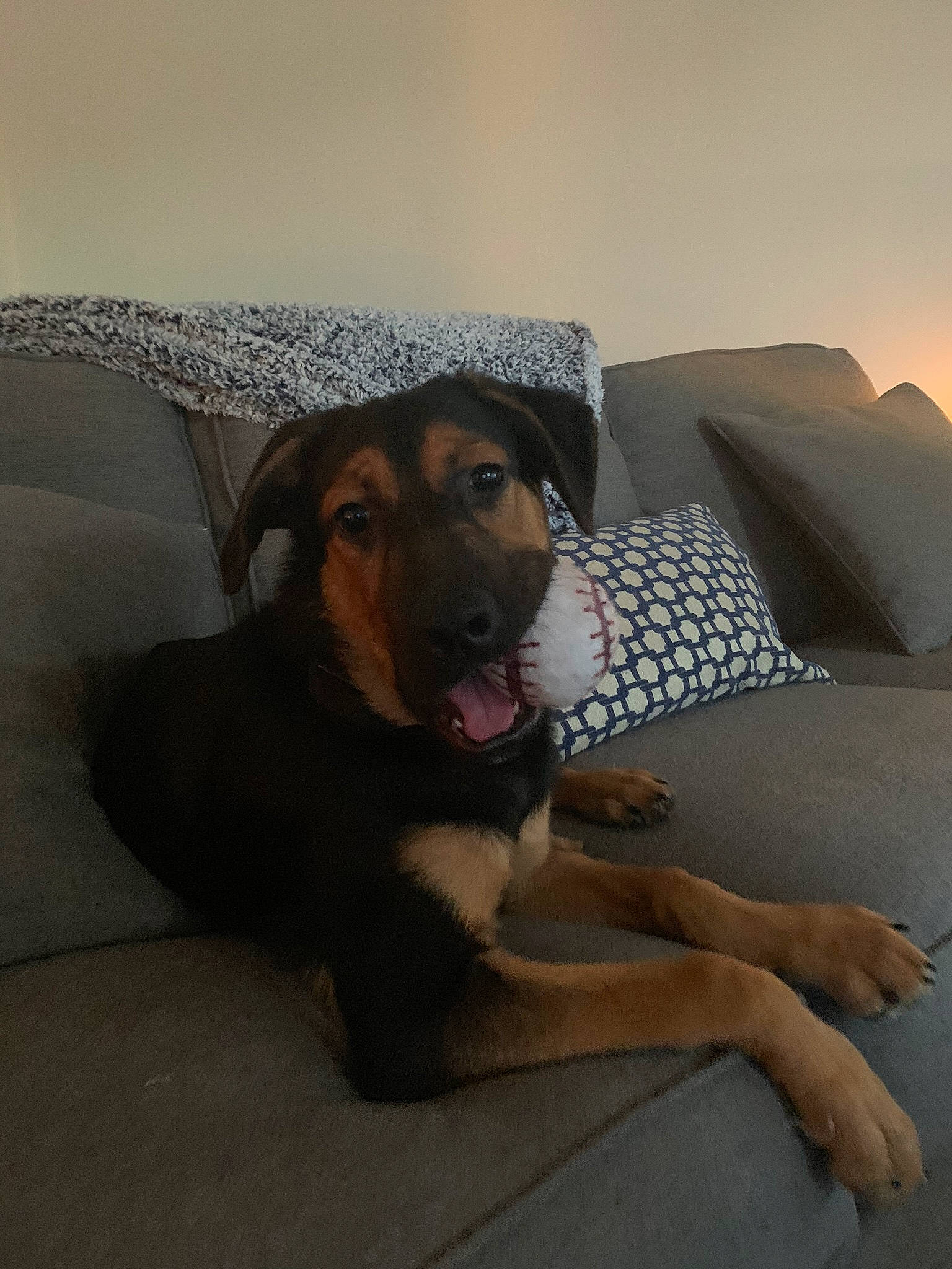 Bocephus joined the competition — help win amazing prizes! canidae, carnivore, dog, dog_breed, fawn, guard_dog, huntaway, mammal, snout, sporting_group