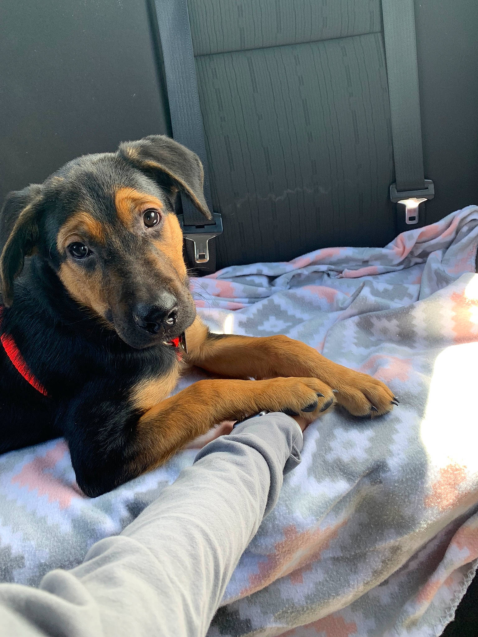 Bocephus is registered to the contest to win money with this photo: canidae, carnivore, dog, dog_breed, ear, fawn, mammal, nose, paw, snout, vertebrate, whiskers, working_dog