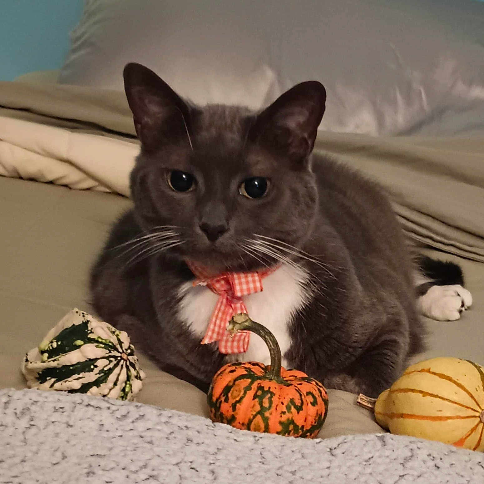 Xena Petunia is registered to the contest to win money with this photo: animal, autumn, bed, blanket, bow_tie, cat, cozy, cute, decor, fall, feline, gray_cat, indoor, mini_pumpkin, orange_bow_tie, pet, pumpkin, relaxed, whiskers, white_chest