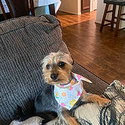 Misty Blue is registered to the contest to win money with this photo: dog, small_dog, bandana, couch, living_room, wooden_floor, table, tablecloth, pillow, blanket, pet, indoor, fur, cute, domestic_animal, canine, resting, furniture, cozy, home