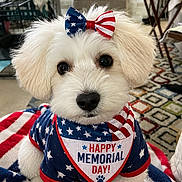 Gia joined the competition — help win amazing prizes! bandana, blanket, bow, clothing, cute, decor, dog, face, fur, indoor, memorial_day, patriotic, pet, puppy, sitting, small_dog, stars, stripes, table, white_fur