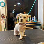 Jamie is registered to the contest to win money with this photo: bottles, bow_tie, cute, dog, groomed, grooming_table, indoor, leash, pendant_lights, pet_grooming, portrait, reflection, salon_supplies, sitting, small_dog, table_surface, toolbox, trimmed_fur, white_dog, wood_floor