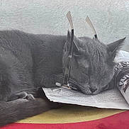 Luna joined the competition — help win amazing prizes! cat, sleeping, gray_cat, newspaper, glasses, indoor, resting, feline, pet, cute, cozy, closeup, relaxing, animal, whiskers, ears, fur, domestic_cat, nap, funny