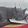 cat, sleeping, gray_cat, newspaper, glasses, indoor, resting, feline, pet, cute, cozy, closeup, relaxing, animal, whiskers, ears, fur, domestic_cat, nap, funny