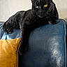 Cachou participe au concours pour gagner de l'argent avec cette photo : cat, black_cat, pet, feline, animal, indoor, couch, leather, blue_couch, yellow_pillow, relaxed, lounging, paw, fur, eyes, side_view, domestic_cat, resting, cozy, home