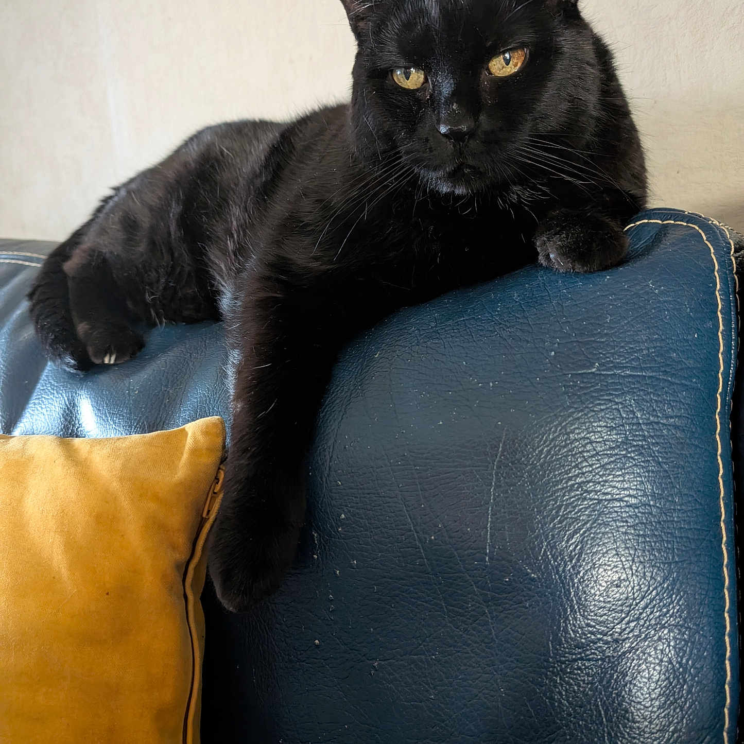 Cachou