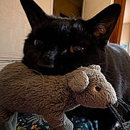 Cachou a rejoint le concours — aidez-le/la à gagner de superbes lots ! cat, black_cat, stuffed_toy, mouse_toy, indoor, pet, animal, whiskers, ears, toy, closeup, floral_blanket, cozy, cute, domestic_cat, fur, resting, soft_toy, bedroom, home