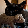 cat, black_cat, stuffed_toy, mouse_toy, indoor, pet, animal, whiskers, ears, toy, closeup, floral_blanket, cozy, cute, domestic_cat, fur, resting, soft_toy, bedroom, home