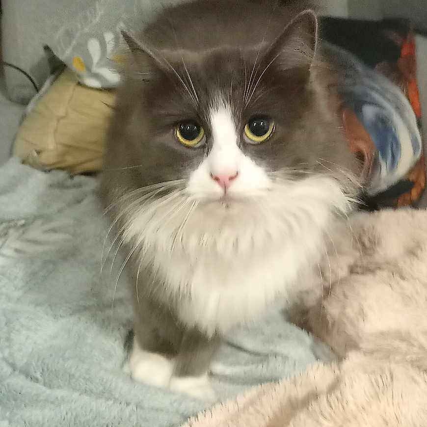 Doudou