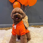 Lucky joined the competition — help win amazing prizes! background_wall, balloons, brown_dog, carpet, celebration, cozy, cute, dog, domestic_animal, fluffy, fur, happy, indoor, orange_hoodie, pet, playful, poodle, portrait, sitting, smiling