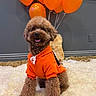 background_wall, balloons, brown_dog, carpet, celebration, cozy, cute, dog, domestic_animal, fluffy, fur, happy, indoor, orange_hoodie, pet, playful, poodle, portrait, sitting, smiling