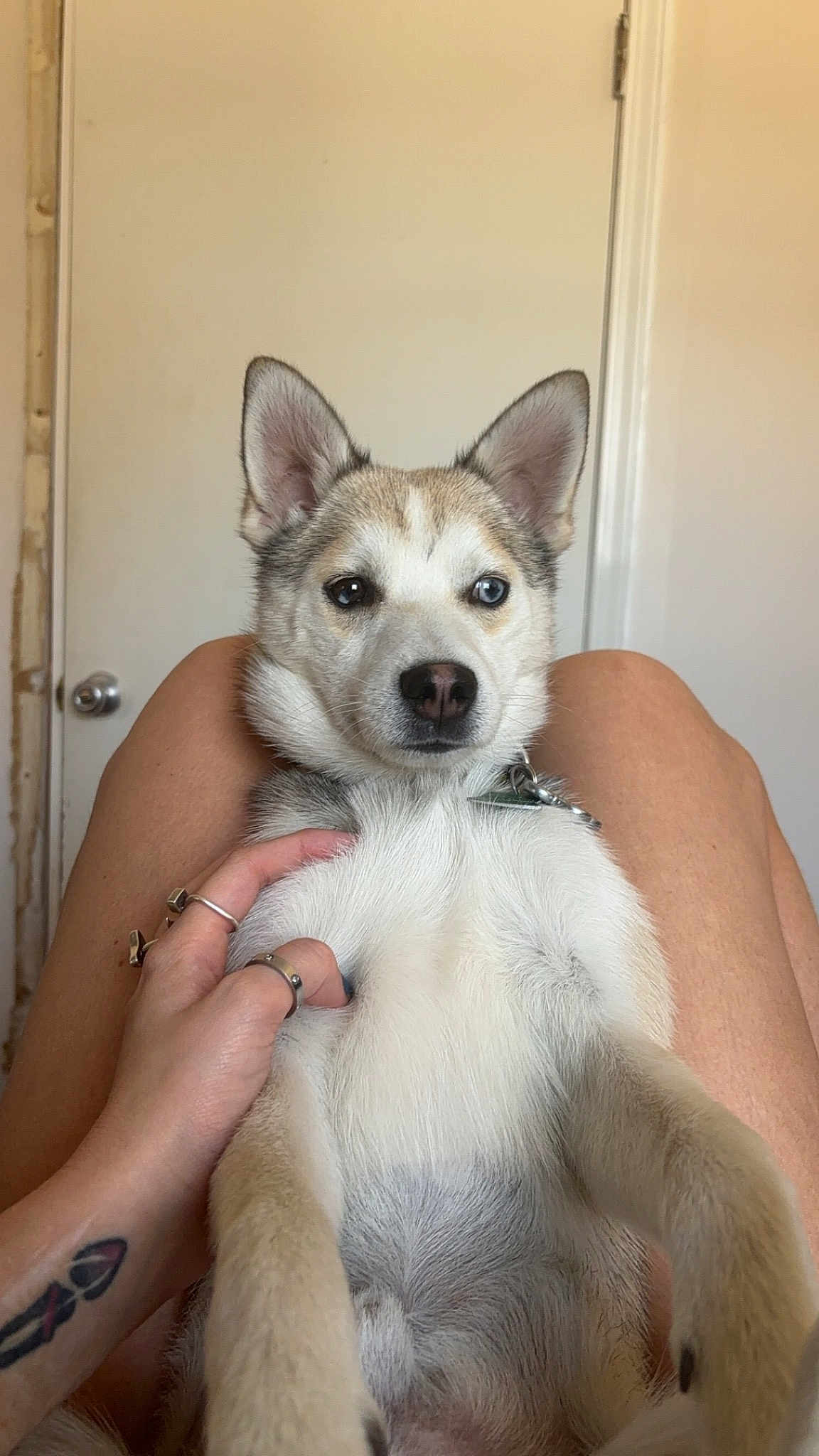 Buddy