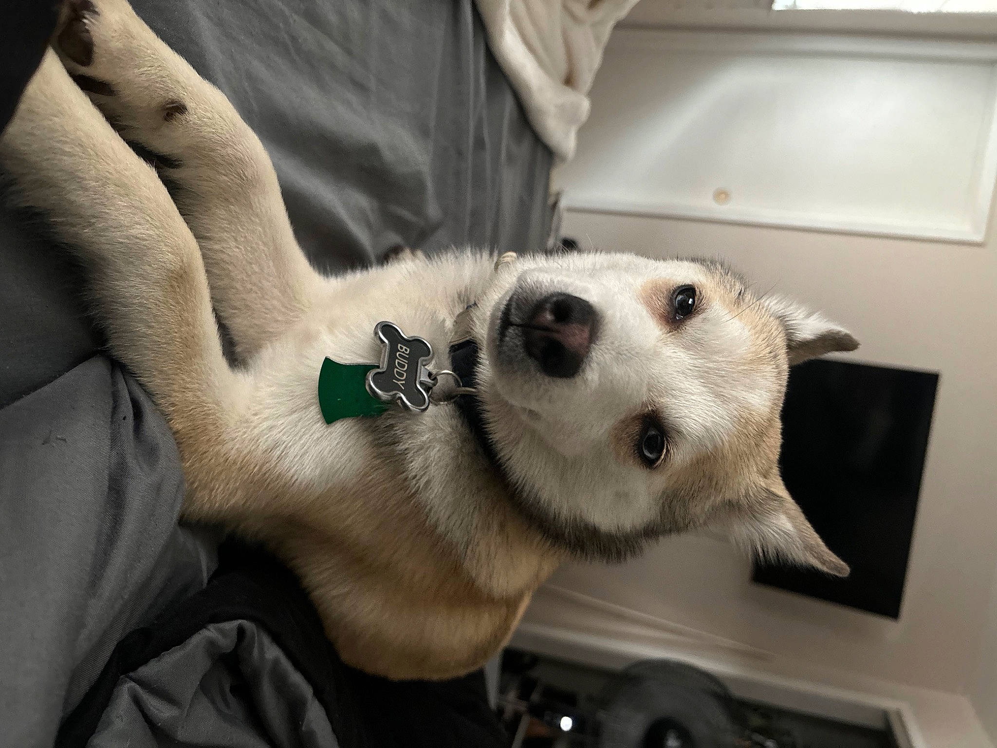 Buddy joined the competition — help win amazing prizes! canidae, carnivore, collar, companion_dog, dog, dog_breed, ear, fawn, felidae, fur, jaw, non_sporting_group, paw, snout, sporting_group, whiskers