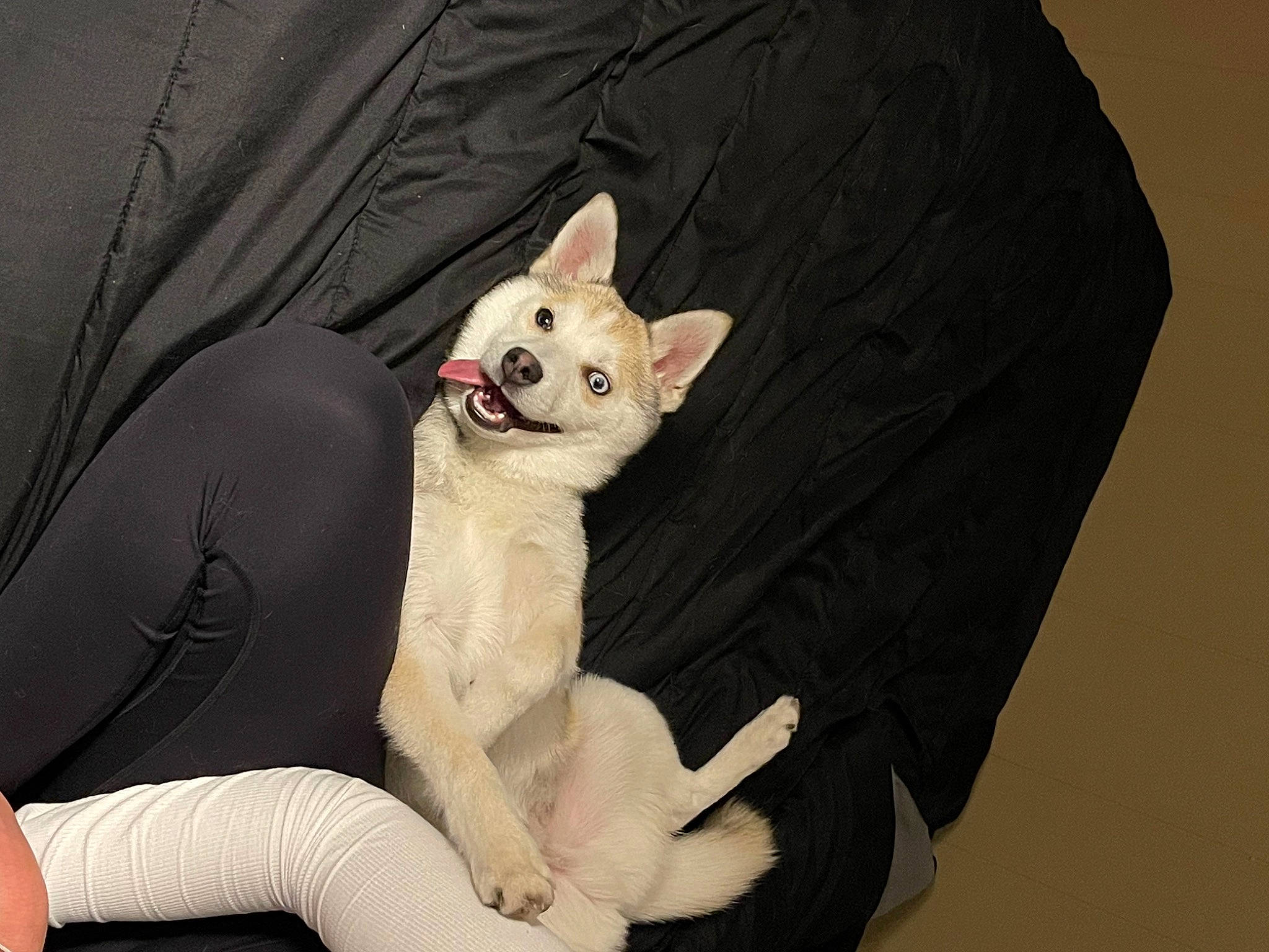 Buddy joined the competition — help win amazing prizes! canidae, carmine, carnivore, comfort, companion_dog, dog, dog_breed, dog_supply, fawn, felidae, fur, paw, sleeve, small_to_medium_sized_cats, snout, sporting_group, tail, toy_dog, whiskers, working_animal