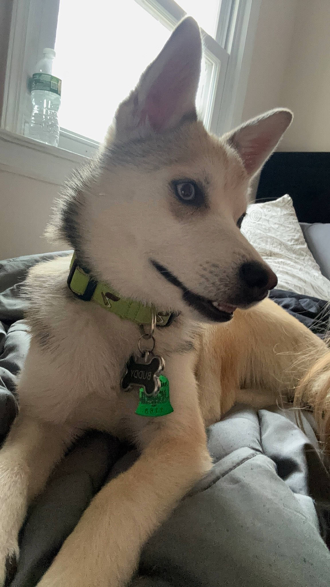 Buddy is registered to the contest to win money with this photo: canidae, carnivore, collar, companion_dog, dog, dog_breed, dog_collar, dog_supply, ear, eye, fawn, head, jaw, pet_supply, snout, sporting_group, tail, whiskers, window, working_animal