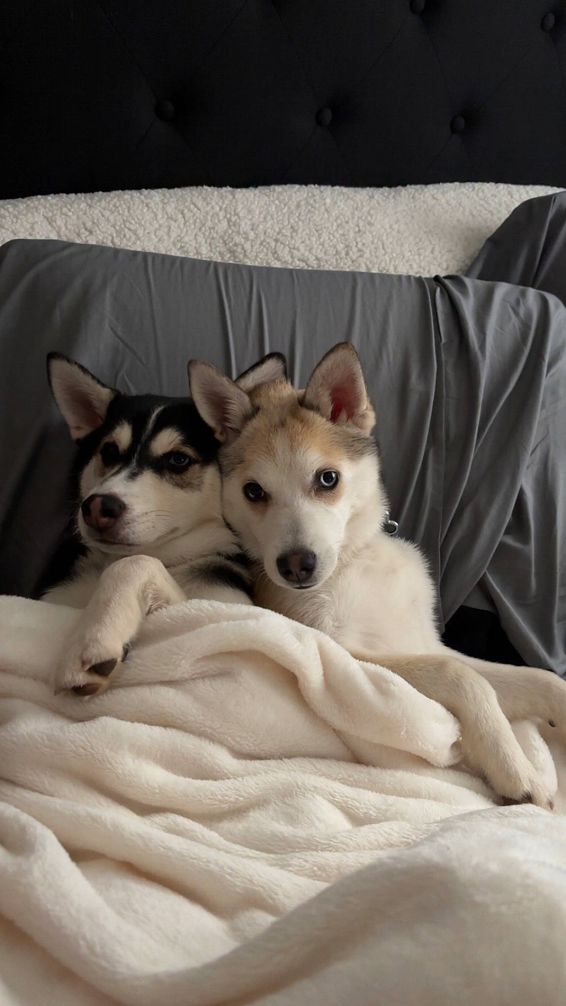 Buddy is registered to the contest to win money with this photo: canidae, carnivore, comfort, companion_dog, dog, dog_breed, dog_supply, fawn, flooring, fur, non_sporting_group, paw, puppy, siberian_husky, sled_dog, snout, sporting_group, whiskers, working_animal, working_dog