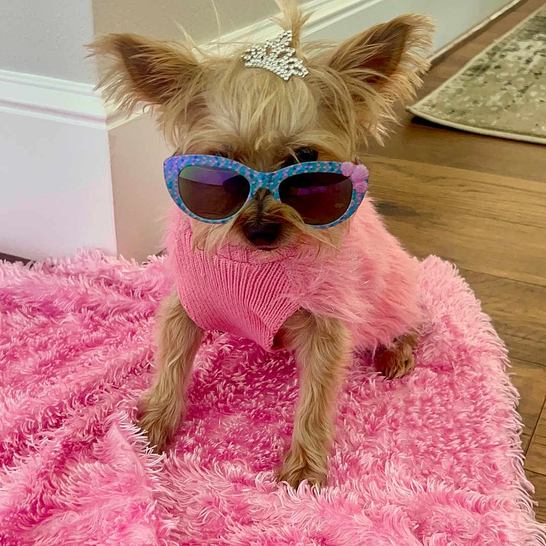 Chloe is registered to the contest to win money with this photo: accessory, adorable, animal, cozy, cute, dog, fashion, fluffy, fur, home, indoor, pet, pink_blanket, pink_sweater, playful, portrait, small_dog, sunglasses, tiara, wooden_floor