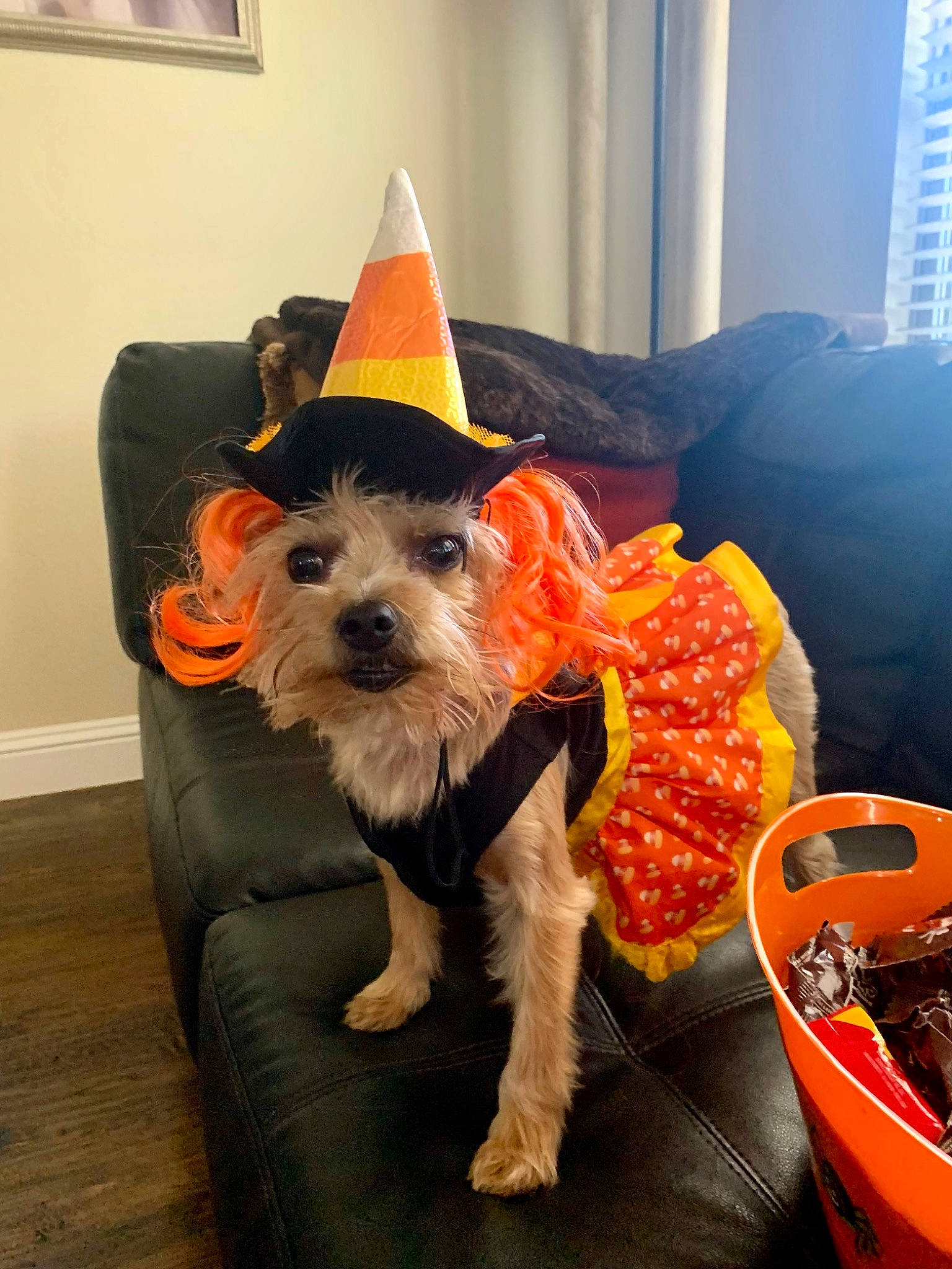Chloe joined the competition — help win amazing prizes! canidae, carnivore, collar, companion_dog, cone, costume_hat, curtain, dog, dog_breed, dog_clothes, dog_supply, fashion_accessory, hat, party_hat, party_supply, picture_frame, stuffed_toy, toy, toy_dog, window
