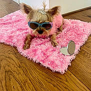 Chloe is registered to the contest to win money with this photo: dog, small_dog, sunglasses, tiara, pink_sweater, pink_rug, fluffy_rug, wooden_floor, mirror, indoor, pet, cute, fashion, accessories, relaxing, cozy, portrait, animal, home, floor
