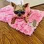 dog, small_dog, sunglasses, tiara, pink_sweater, pink_rug, fluffy_rug, wooden_floor, mirror, indoor, pet, cute, fashion, accessories, relaxing, cozy, portrait, animal, home, floor