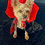 Chloe joined the competition — help win amazing prizes! dog, small_dog, cape, costume, red_cape, black_cape, pet, animal, fur, ears, tongue, indoors, carpet, black_carpet, cute, adorable, portrait, sitting, looking, face