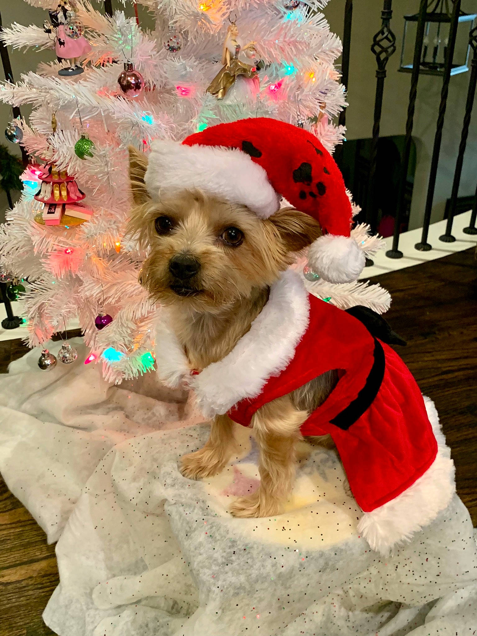 Chloe is registered to the contest to win money with this photo: carnivore, christmas, collar, companion_dog, dog, dog_breed, dog_clothes, dog_supply, event, fawn, fictional_character, fur, holiday, holiday_ornament, pet_supply, santa_claus, snout, terrier, toy_dog, white