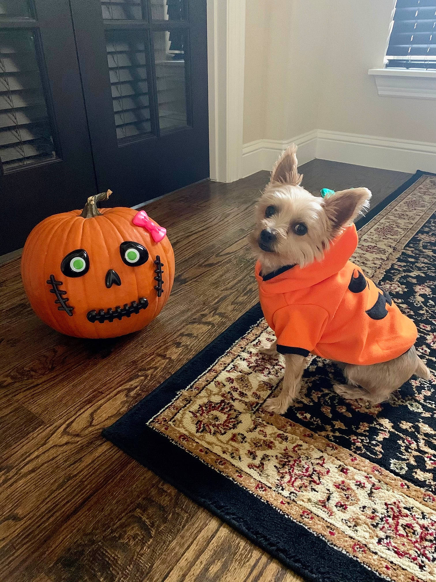 Chloe is registered to the contest to win money with this photo: calabaza, carnivore, companion_dog, couch, cucurbita, dog, dog_breed, dog_clothes, dog_supply, fawn, floor, flooring, gourd, grey, jack_o_lantern, orange, pet_supply, pumpkin, winter_squash, wood