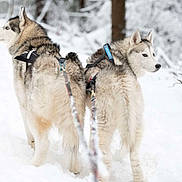 Shadow a rejoint le concours — aidez-le/la à gagner de superbes lots ! dog, husky, snow, winter, forest, animal, outdoor, harness, sled_dog, canine, nature, cold, fur, pet, two_dogs, walking, scenic, daylight, wilderness, adventure