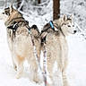 dog, husky, snow, winter, forest, animal, outdoor, harness, sled_dog, canine, nature, cold, fur, pet, two_dogs, walking, scenic, daylight, wilderness, adventure