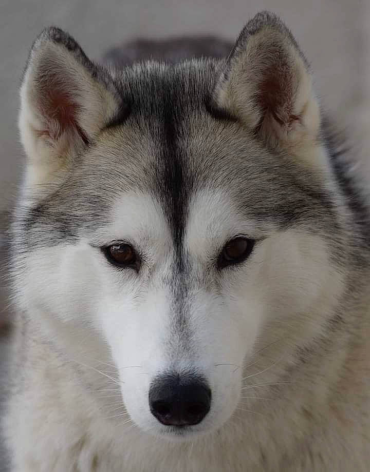 Kira